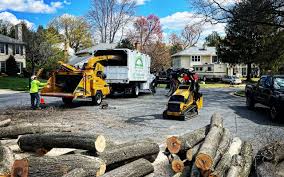 How Our Tree Care Process Works  in  Northville, NY