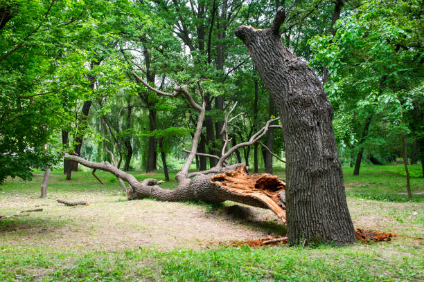 Reliable Northville, NY Tree Care Solutions